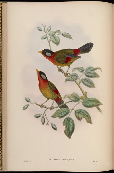 Leiothrix laurinae = Leiothrix argentauris laurinae von John Gould